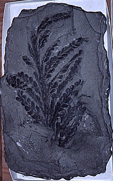 Fossil of a plant from Silurian