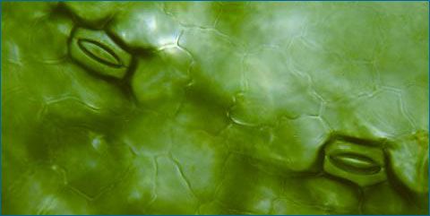 Stomata openings on
a leaf from duckweed