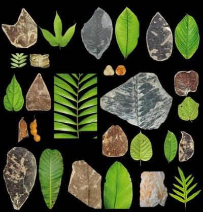 Forstenede blade fra Cerrejn i Colombia sammenlignet med blade fra den moderne jungle