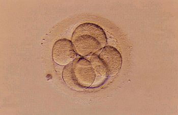 En embryo med 8 celler