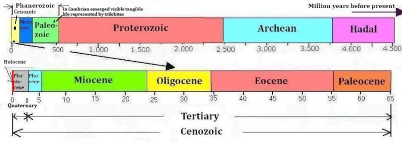The geological periods in Cenozoic