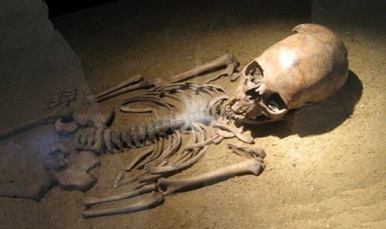 A skeleton of a
five-year-old boy from 7,450 years before present