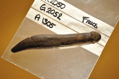 Fallos af horn fra Kanaljorden ved Motala, 8.000 år gammel