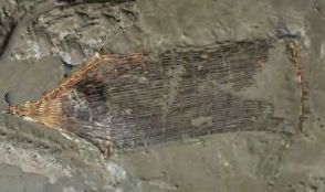 Ertebølle fish trap of braided willow twigs