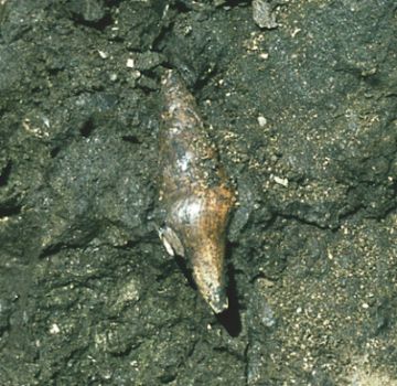 A snail from 
Oligocene