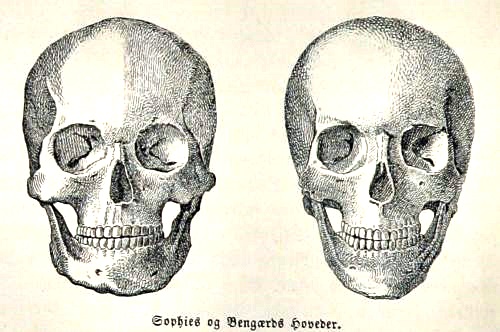 Sophie's and Berengaria's skulls