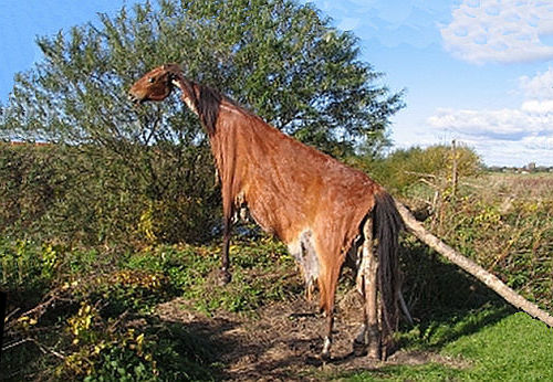 Hesteskind med kranium og fodrodsknogler ophængt på en pæl