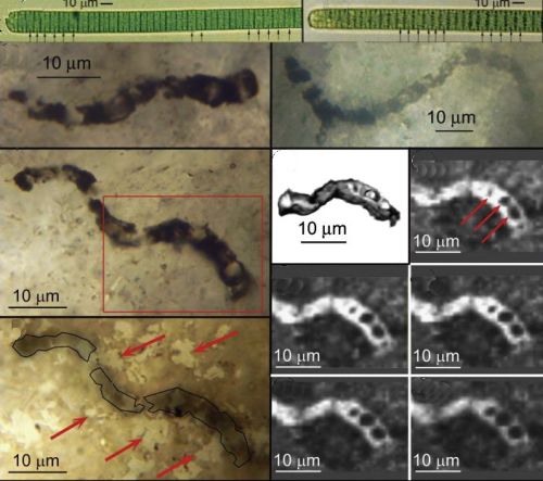 Sammenligning af moderne cyanobakterier med fossiler fra Apex Chert