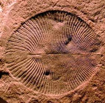 A fossil of dickinsonia from the Ediacaran period