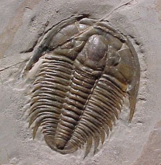 Typisk forstenet trilobit fra Kambrium