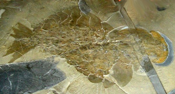 Fossil af Anomalocaris fra Burgess Shale