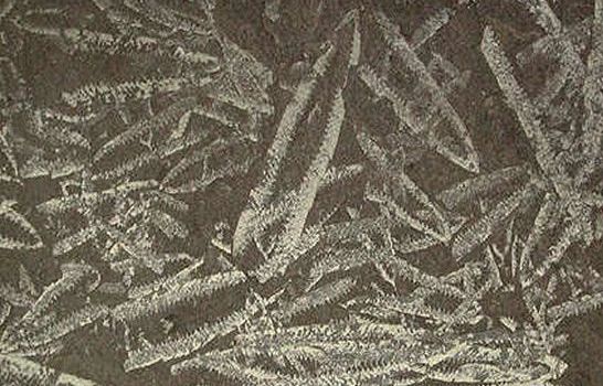 Fossils of
graptolites
