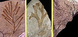 Fossils of algae from
Ordovician