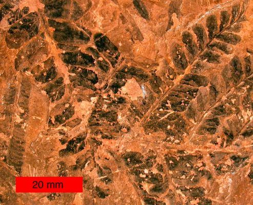 Fossiler af Pteridosperm fra Karbon tiden