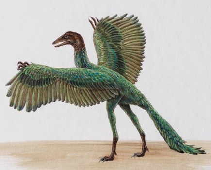 Reconstruction of  Archaeopteryx lithographica