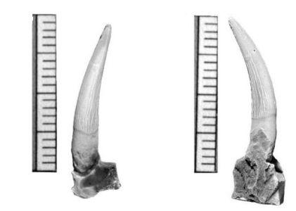 Teeth from Plesiosaur
found on Axel Heiberg Island