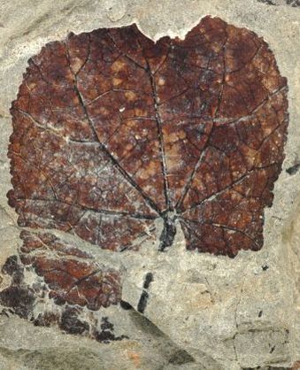 Petrified leaf from 
Cerrejon, which is similar to the family Malvaceae