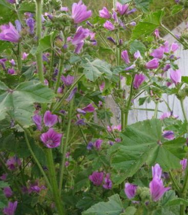 Common mallow is a 
very common Danish weed