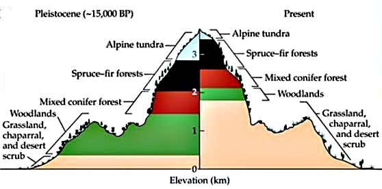 Klimabælter på bjergskråninger i Pleistocæn og i nutiden.