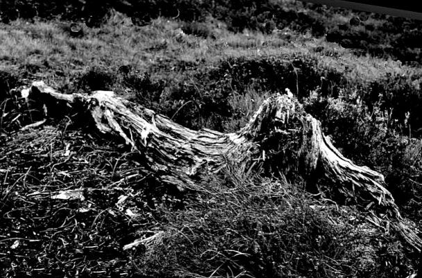 Fyrre-stub fra Cairngorm Mountains, som er 4.000 - 4.500 år gammel