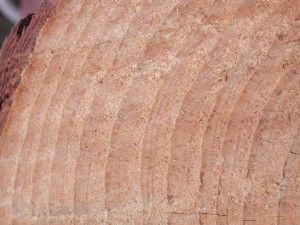 Growth rings in tree trunk