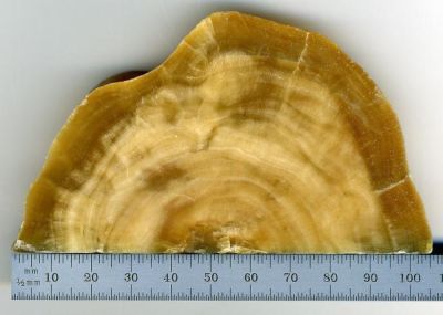 Cross section of 
stalactite from the Soreq Cave near Jerusalem