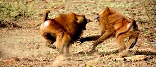 The dominant baboon male chases away a younger male